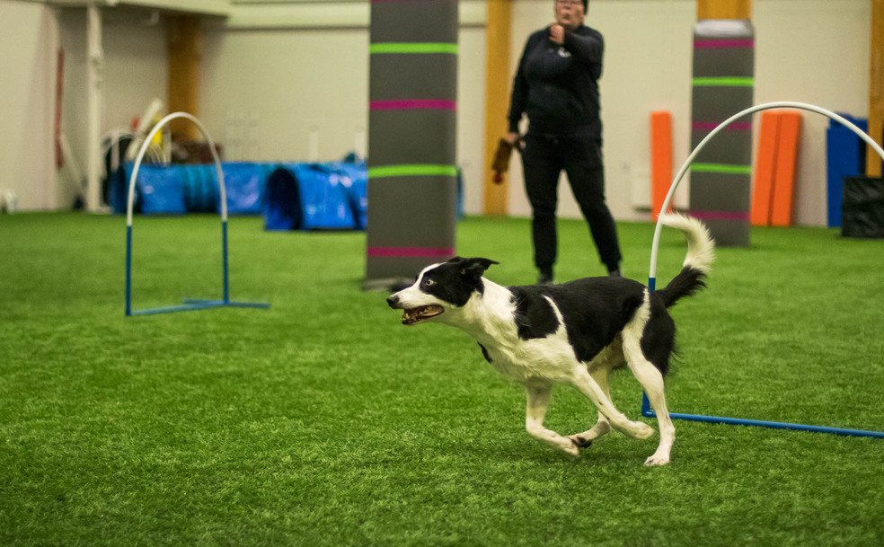 Hoopersin perusteet verkkokurssi kevät 2023 by Talent Dogs Valmennuspalvelut Oy