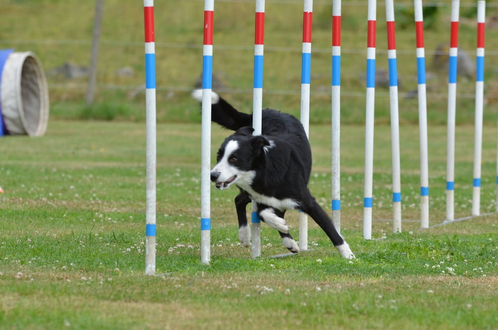 Keppien opetus kisavalmiiksi by Talent Dogs Valmennuspalvelut Oy